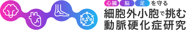 細胞外小胞で挑む動脈硬化症研究