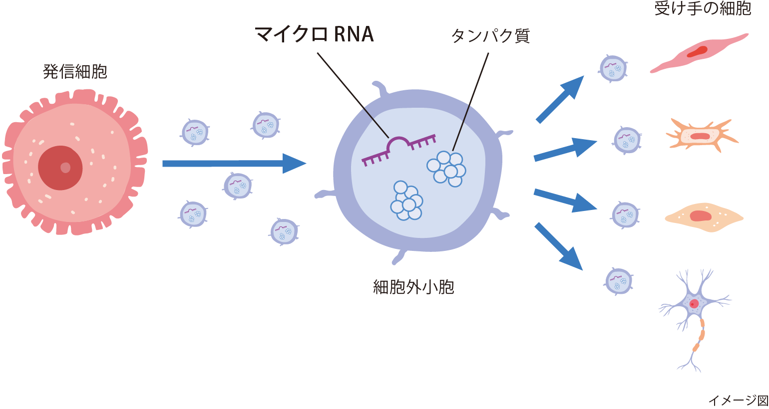 図4 動脈硬化症の重複性に関与する細胞外小胞とマイクロRNA
