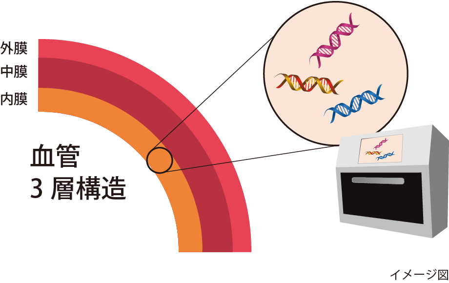 図7 移植した血管が狭くなる現象の原因を探る空間的トランスクリプトーム解析